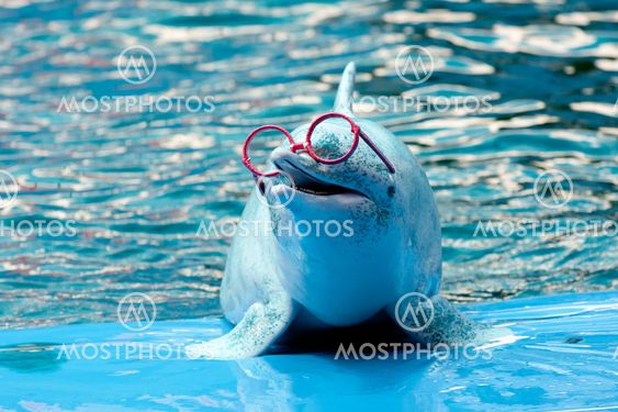 Dolphin show in the park