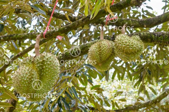 Durian on tree King of fruits in Thailand