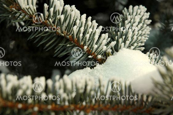 Christmas natural frost.