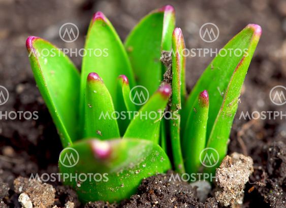Spring shoots