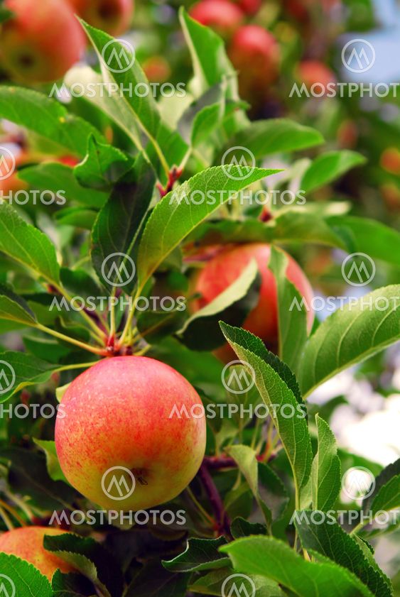 Apple fruktodling
