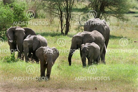Elephants (Loxodonta africana)