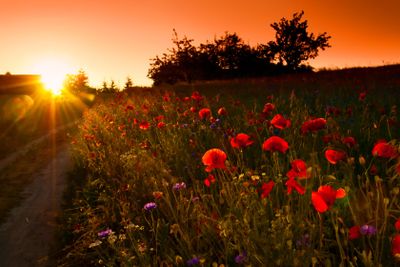 poppy flowers on a field in the light of the sunset