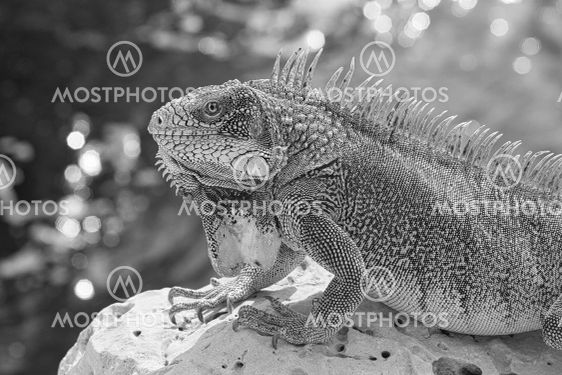 Green iguana