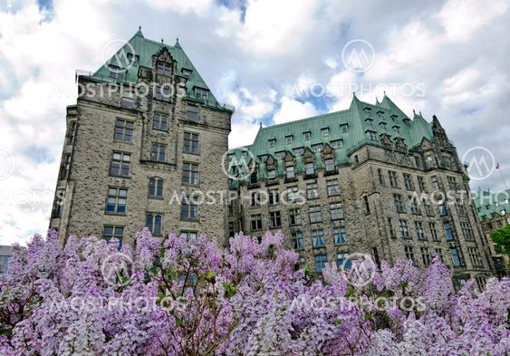 Lilacs at Confederation