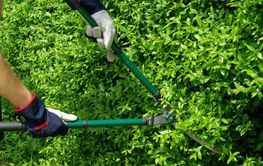 Hecke Schneiden Cut A Hed By Lianem Mostphotos