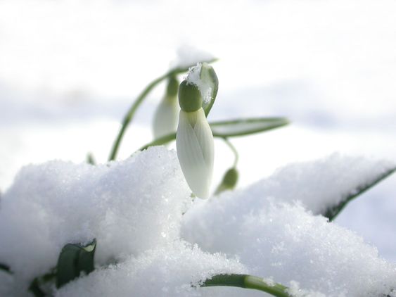 Snowdrop in the snow