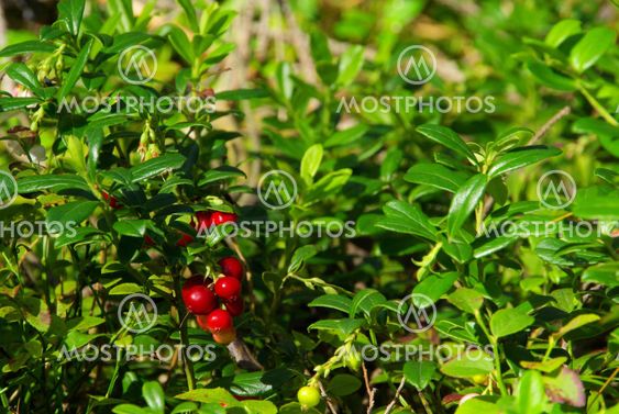 Preiselbeere Pflanze - cowberry plant 02
