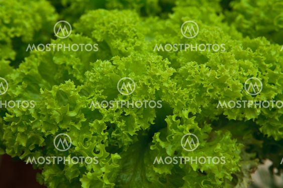 Close up vegetables hydroponics farm,Cameron Malaysia