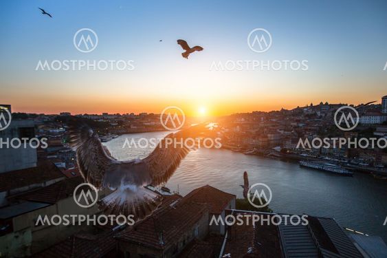 Seagulls fly over the Douro river during sunset. Porto, Portugal.