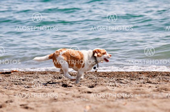 Dog running on beach