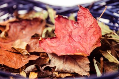Autumn leaves in a basket