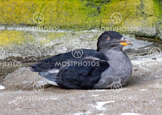 Rhinoceros auklet winter plumage