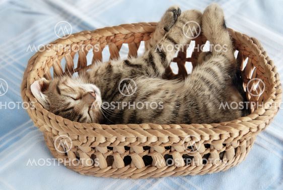 Adorable kitty sleeping in basket