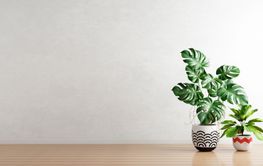 Green plants in houseplants pot with white empty wall...