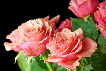 Bouquet, pink roses and flowers for valentines day, gift...