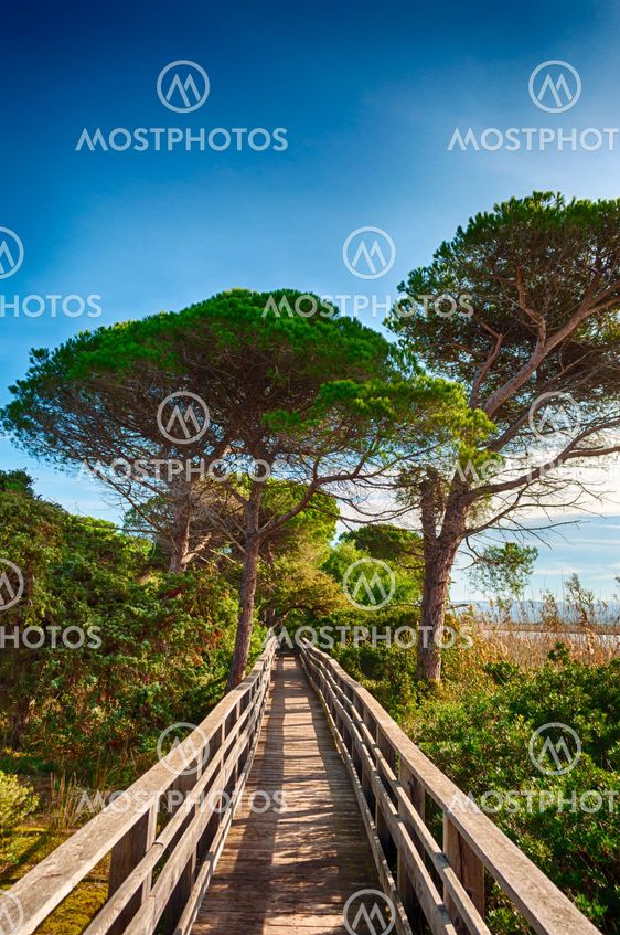 Wooden bridge in the middle of nature
