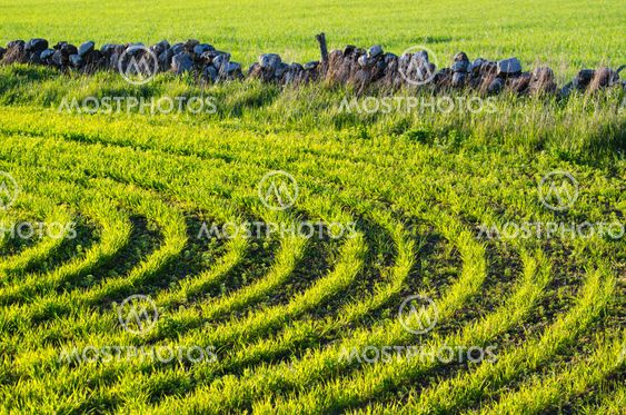 Green sunlit corn rows