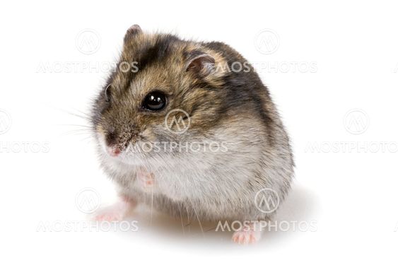 dwarf hamster