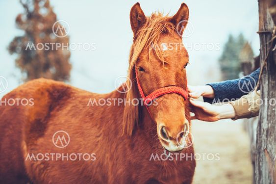 Hands stroking a beautiful horse