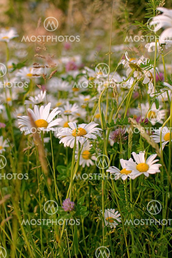 blooming Matricaria chamomilla flowers on a green meadow