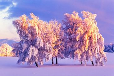 Birch grove with frost and snow on a cold winter evening...