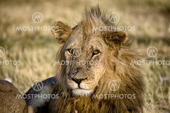 lion close-up in etosha national park namibia