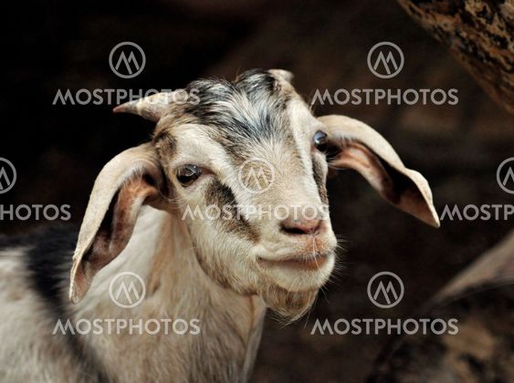 A Portrait of a Brown Goat