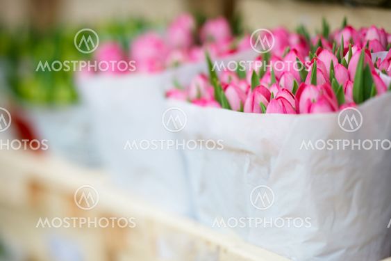 Pink Tulips