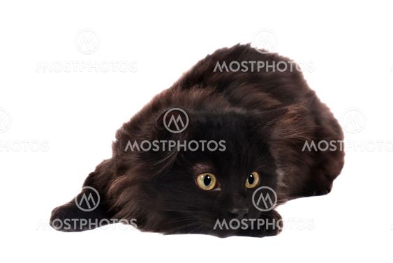 Black Playful Kitten
