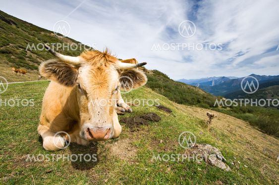 Cow in the port of San Glorio, León (Spain)