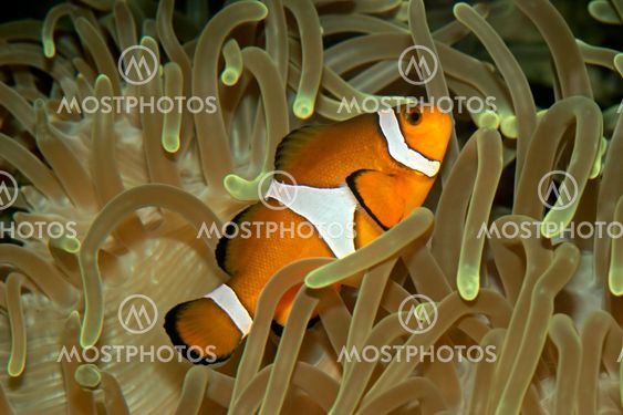 Clownfish