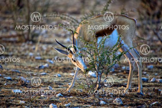 A springbok eating a tree at Etosha National park Namibia