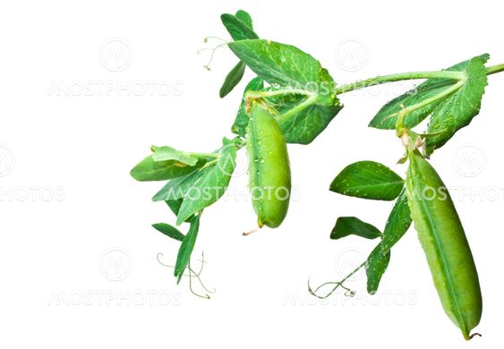 pea pods