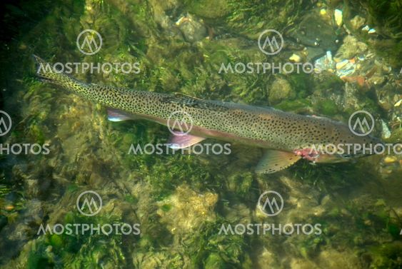 Big wild rainbow trout