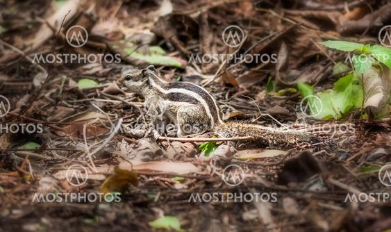 Squirrel amongst dry leaves, nature, wildlife, copy space