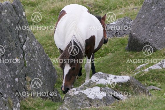 Dartmoor Mare with Foal