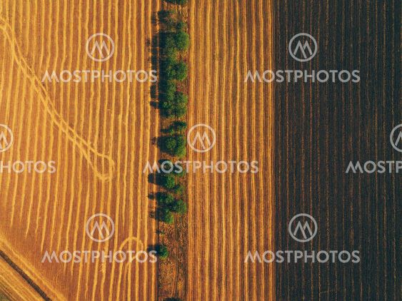 Aerial top view photo of trees standing in line near...