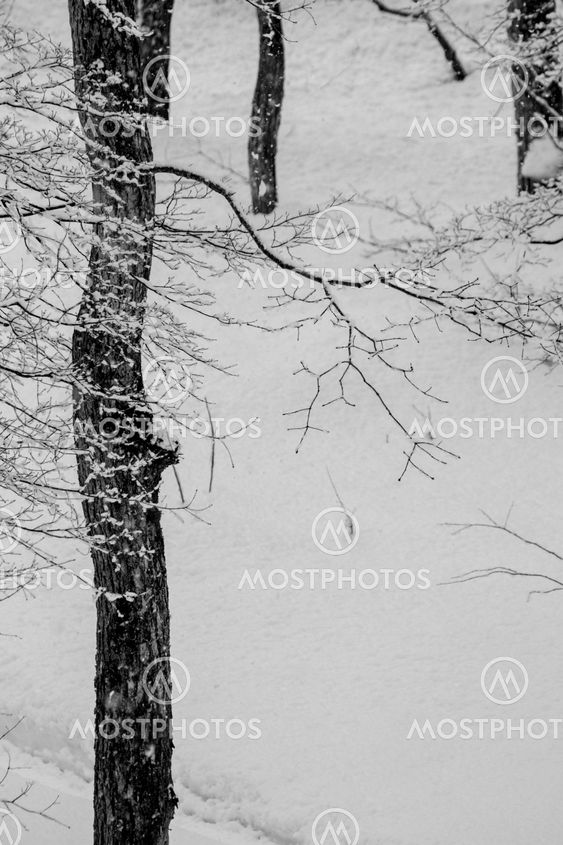 Snow covered winter trees with no leaves