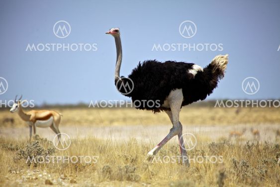 an ostrich in etosha national park namibia africa