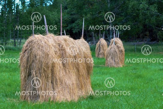 Drying hay in the old fashioned way during late summer