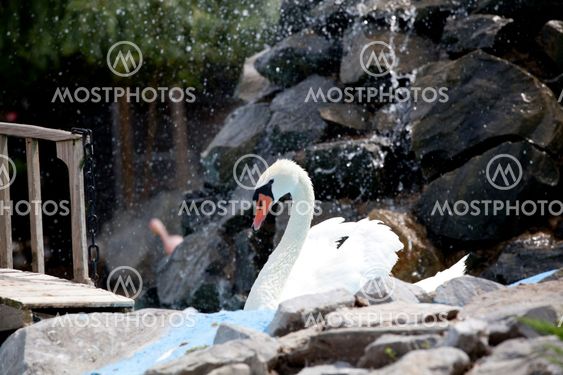 Beautiful White Swan