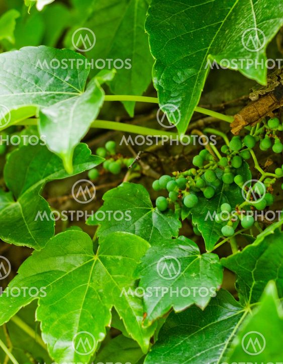Close up of decorative grape