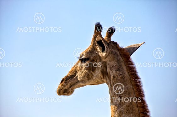 head of a giraffe in etosha national park namibia