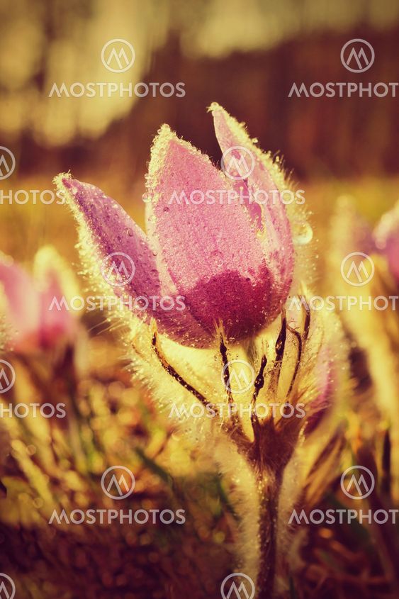 Pasque Flower blooming on spring meadow at the sunset -...