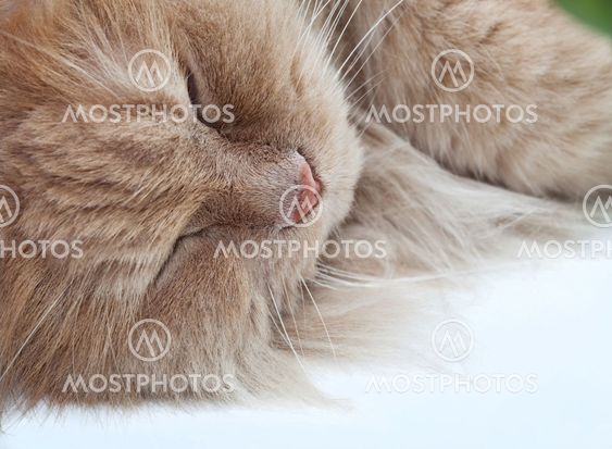 Lazy sleeping persian cat