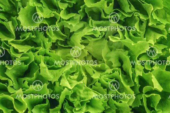 lettuce salad background texture