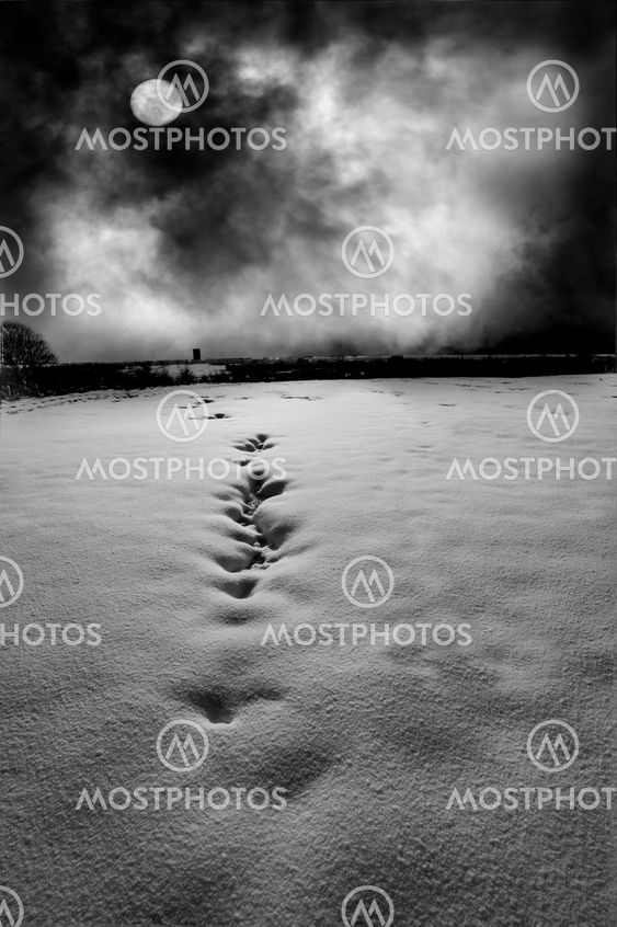 Moonlit Footsteps