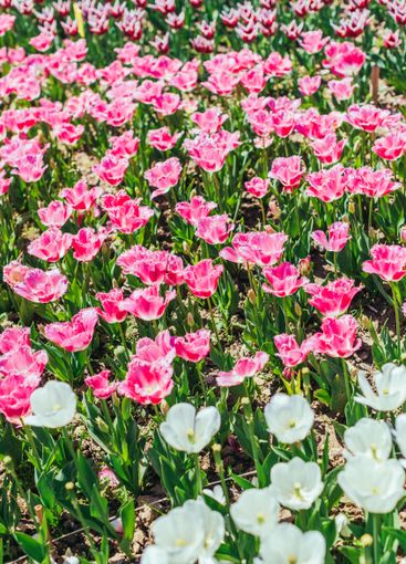 Tulip. Beautiful bouquet of tulips. colorful tulips.