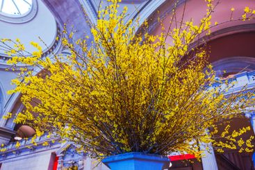 Vibrant yellow forsythia branches in large decorative vase